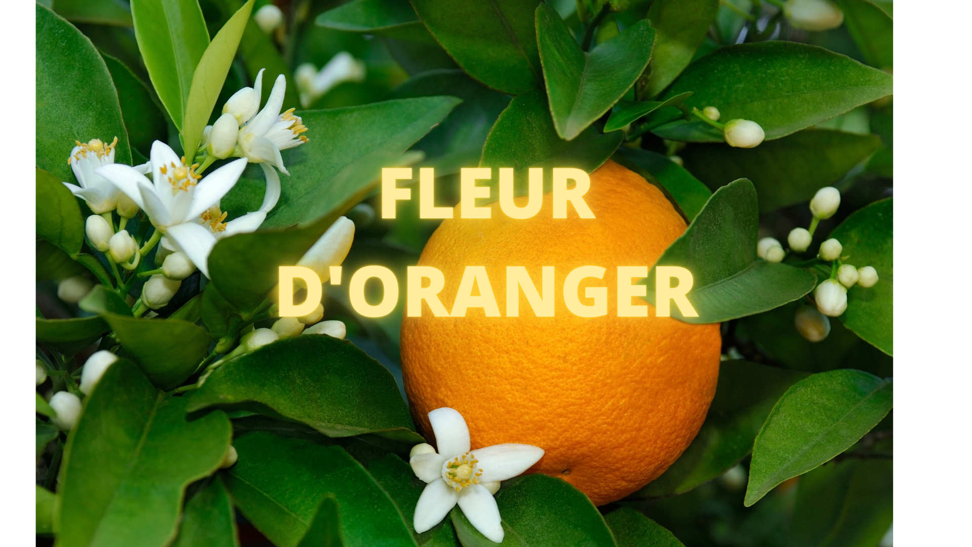 La Fleur d'oranger dans le parfum – Maison Matine Parfum